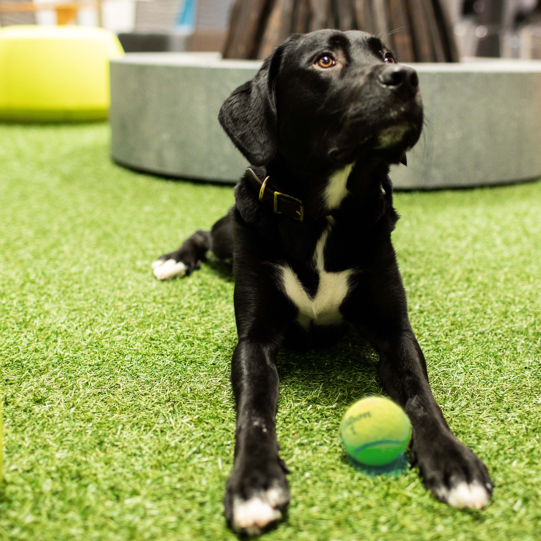 Cute Black Dog with Tennis Ball