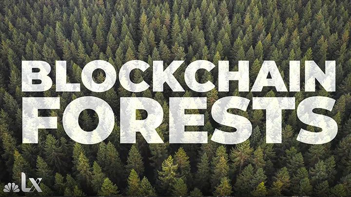 Chatting blockchain with NBC & veritree