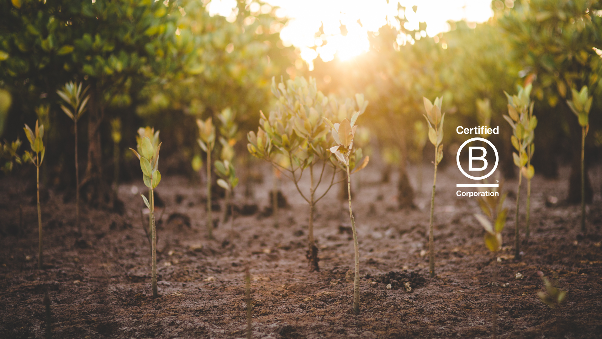We are a B-Corp!