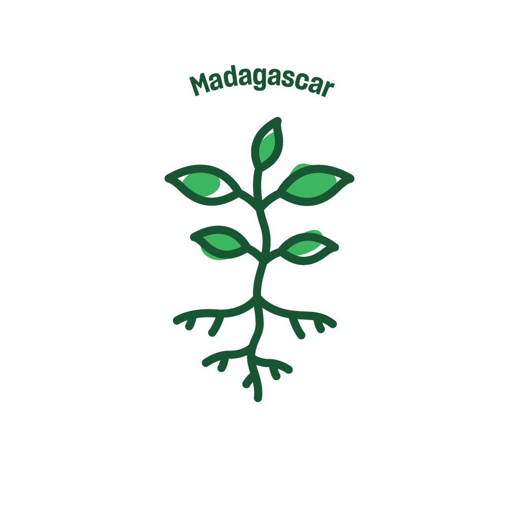 Mangrove restoration